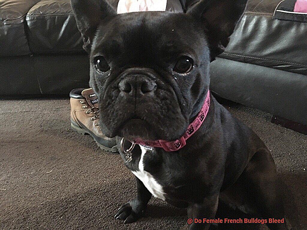 Do Female French Bulldogs Bleed-7