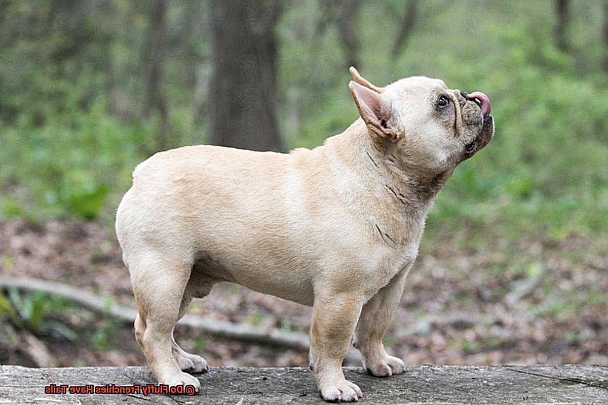 Do Fluffy Frenchies Have Tails-4