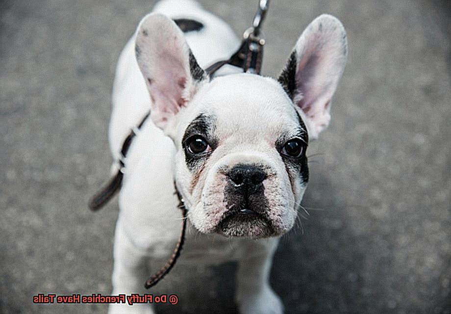 Do Fluffy Frenchies Have Tails-2