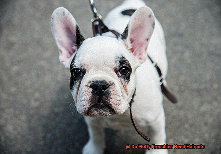 Do Fluffy Frenchies Need Haircuts-4