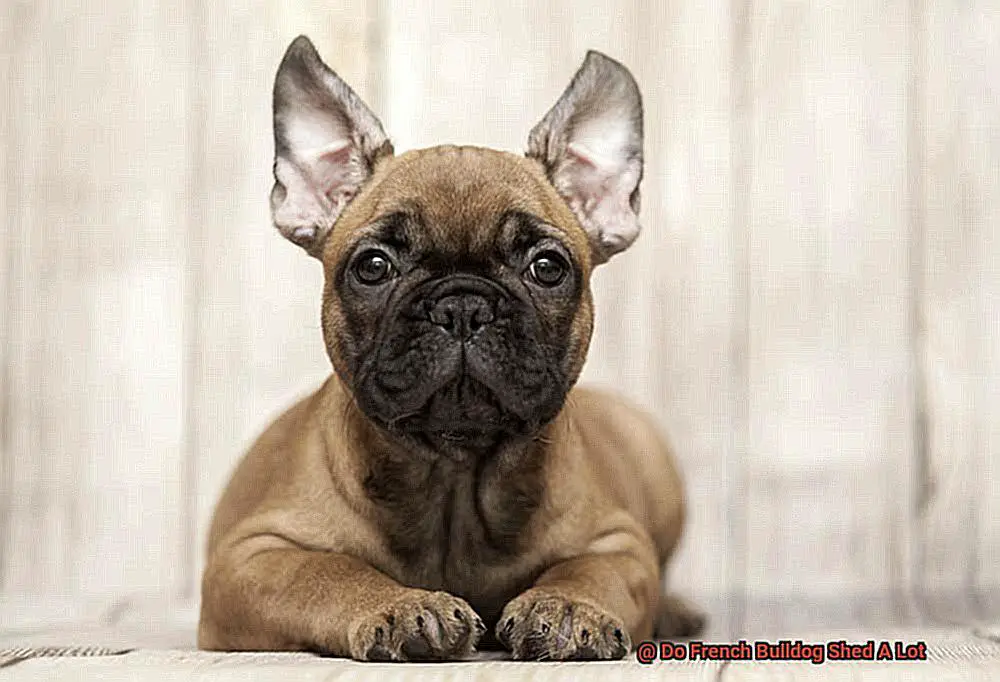 Do French Bulldog Shed A Lot-5