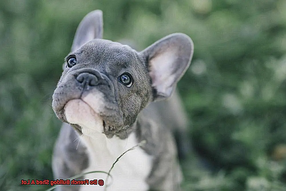 Do French Bulldog Shed A Lot-7