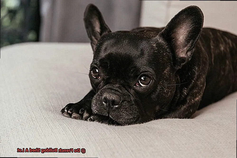 Do French Bulldog Shed A Lot-3