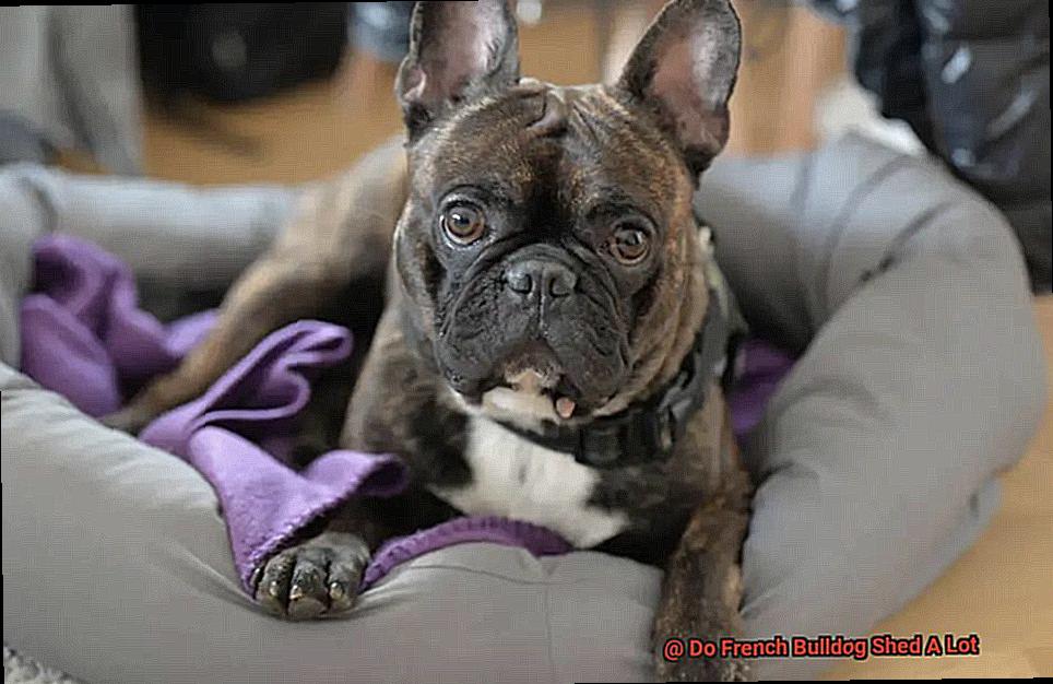 Do French Bulldog Shed A Lot-2