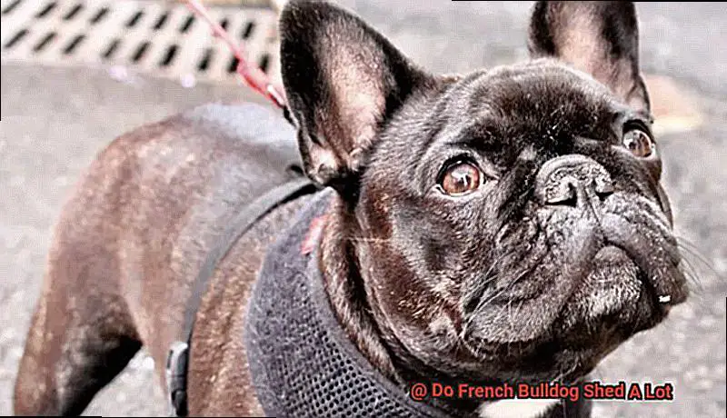 Do French Bulldog Shed A Lot-4