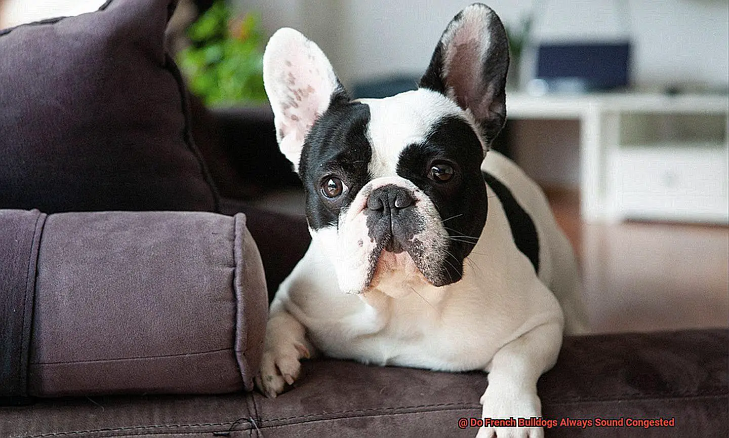 Do French Bulldogs Always Sound Congested-2