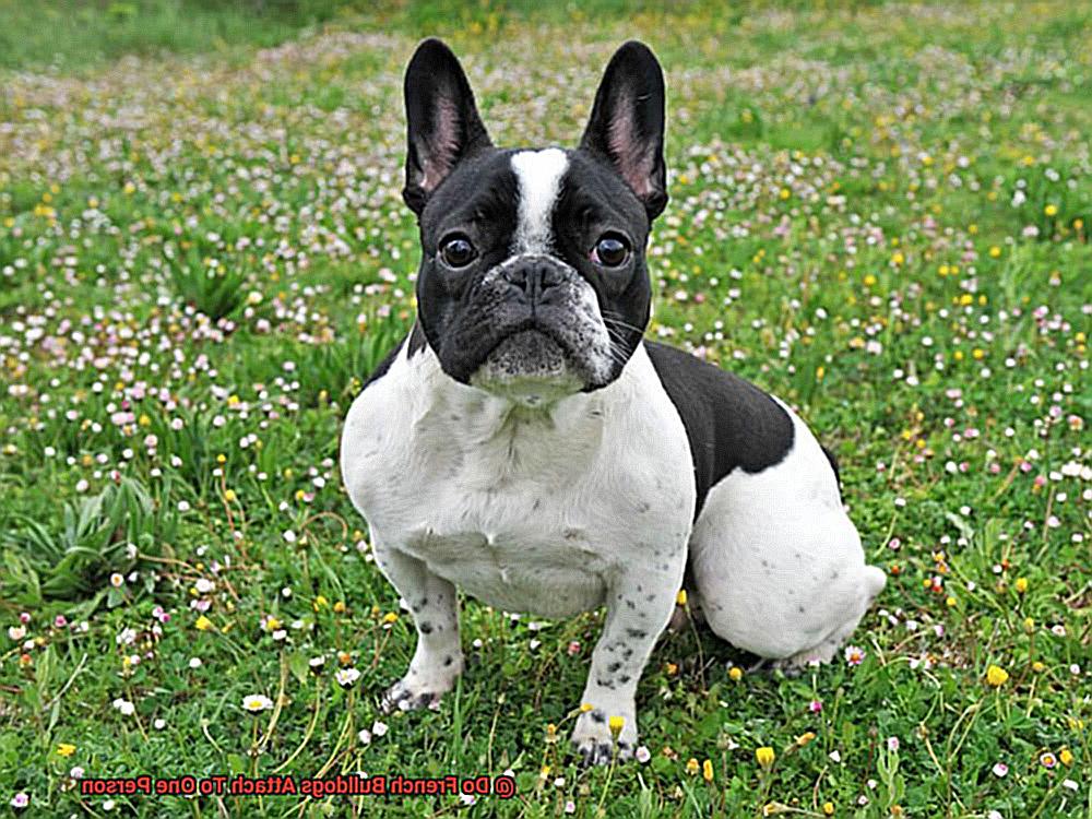 Do French Bulldogs Attach To One Person-2