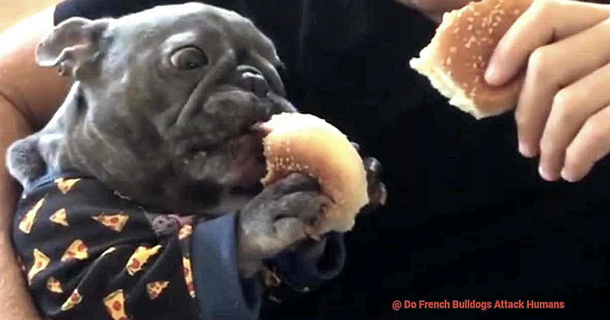 Do French Bulldogs Attack Humans-3