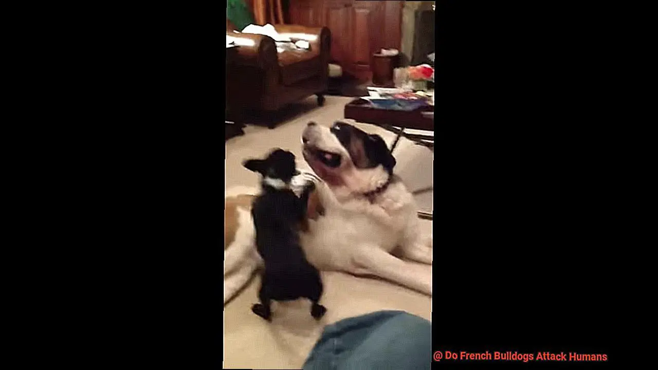 Do French Bulldogs Attack Humans-5