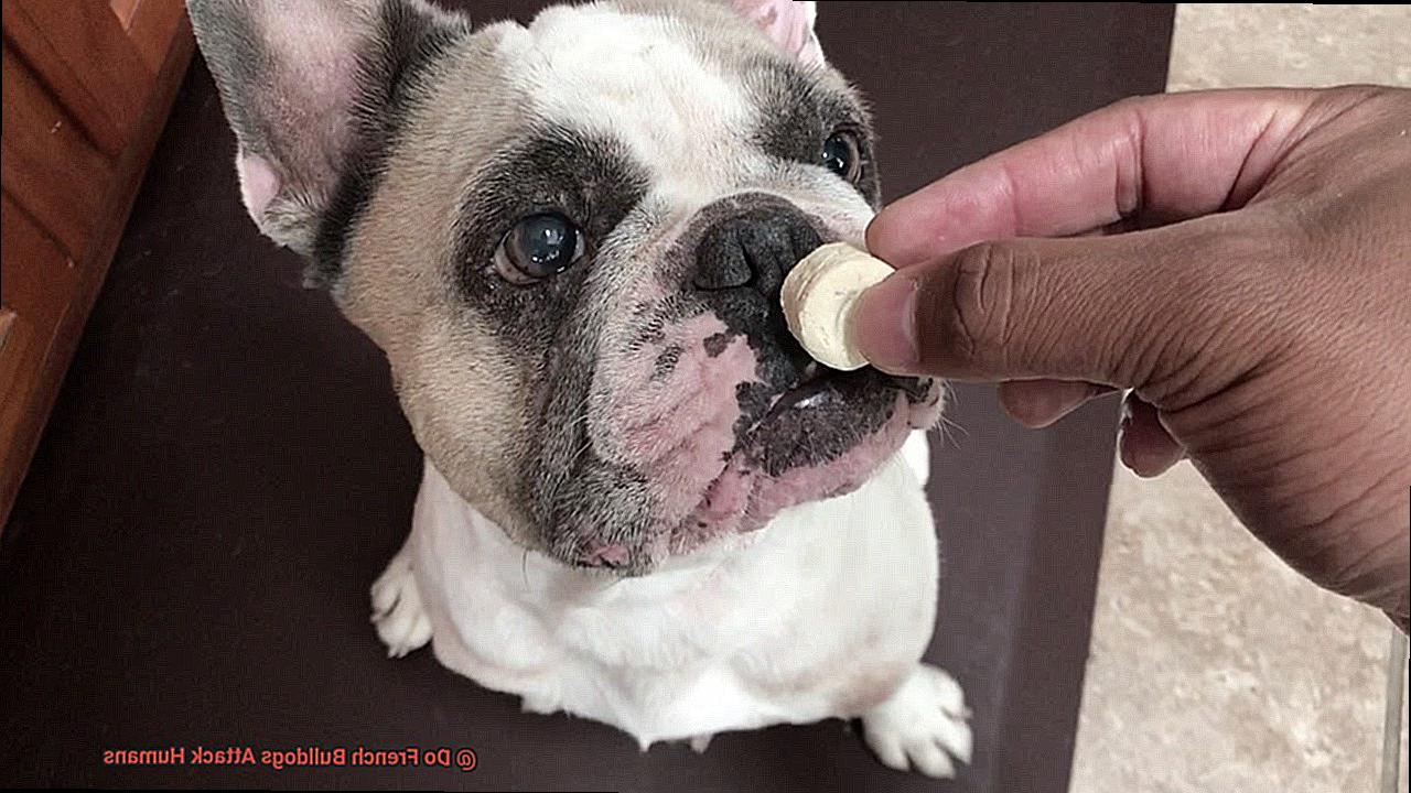 Do French Bulldogs Attack Humans-6