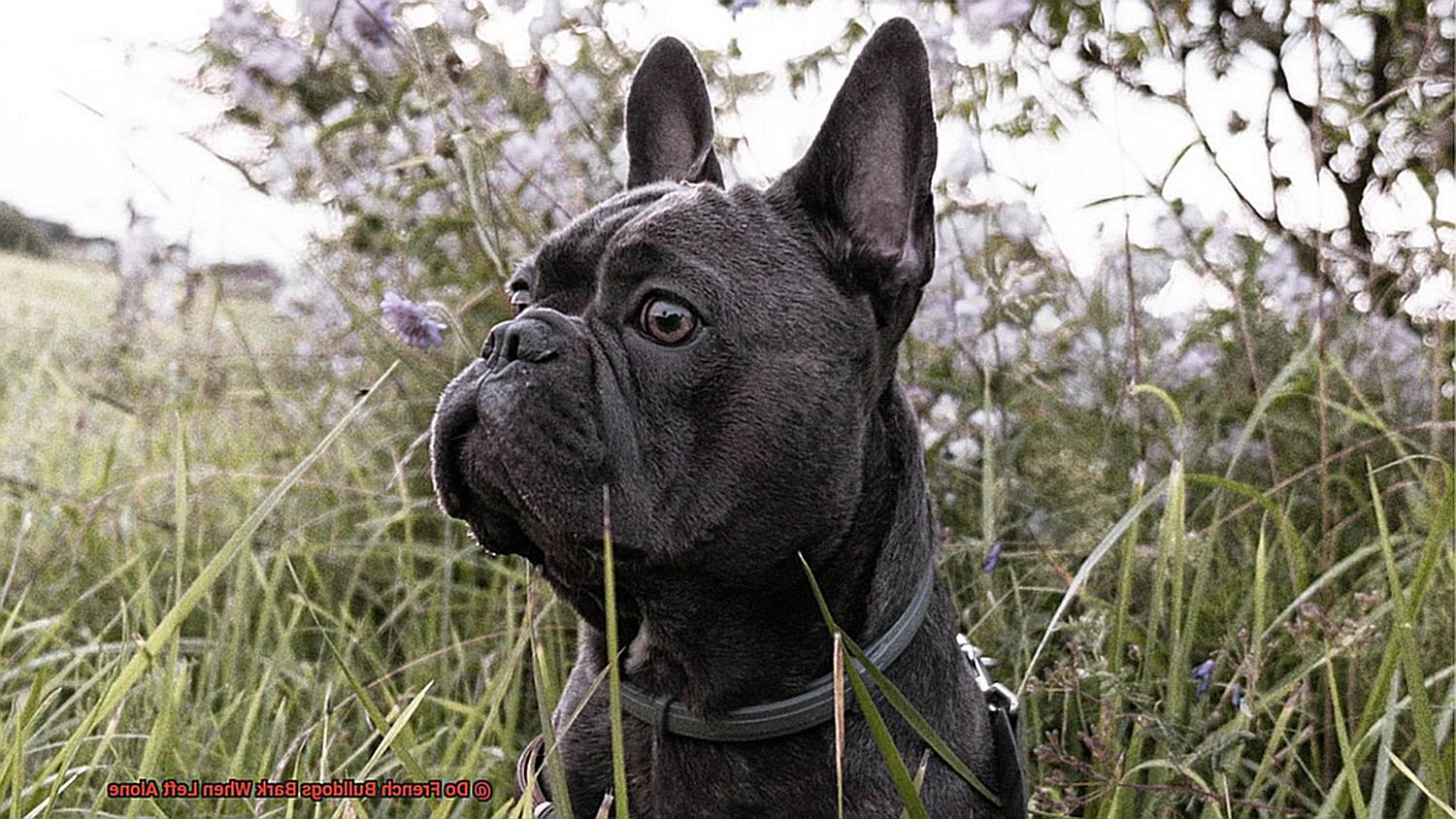 Do French Bulldogs Bark When Left Alone-4