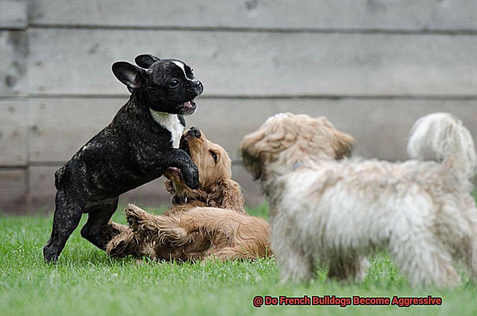 Do French Bulldogs Become Aggressive-2