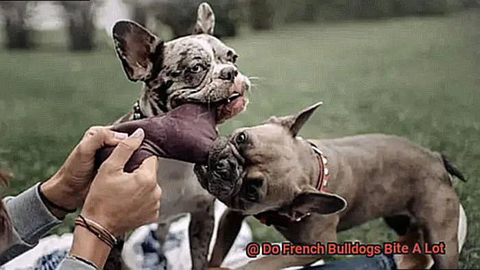 Do French Bulldogs Bite A Lot-3