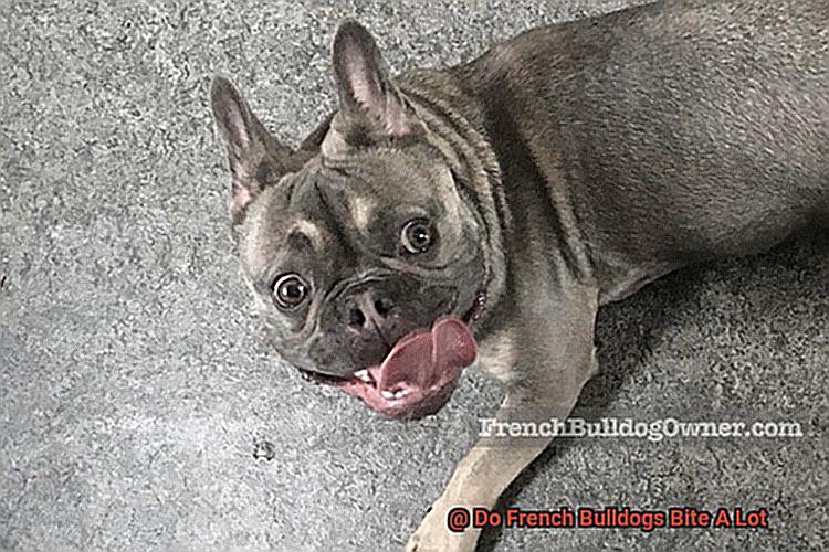 Do French Bulldogs Bite A Lot-2