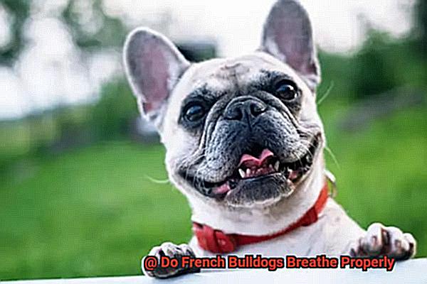 Do French Bulldogs Breathe Properly-2