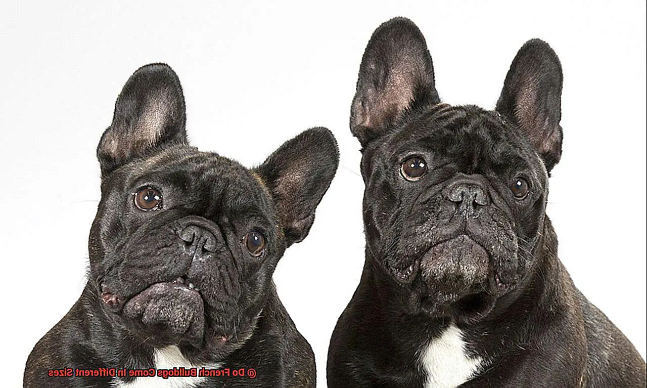 Do French Bulldogs Come In Different Sizes-5