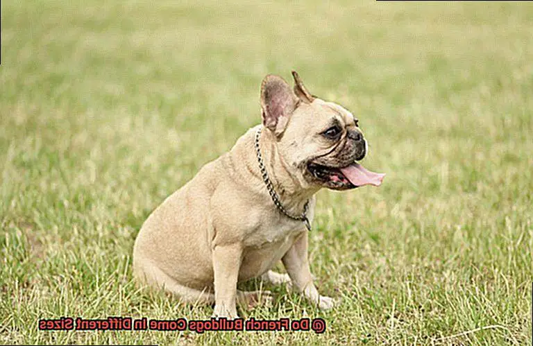Do French Bulldogs Come In Different Sizes-2