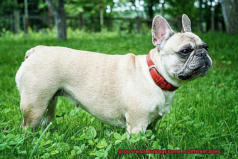 Do French Bulldogs Come In Different Sizes-7