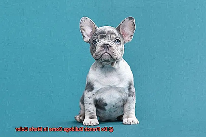 Do French Bulldogs Come In Merle Color-2
