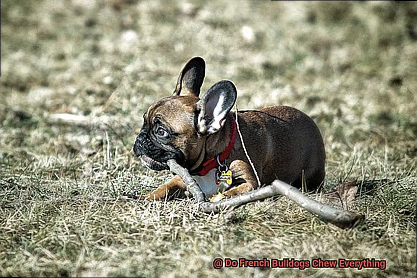 Do French Bulldogs Come In Merle Naturally-2