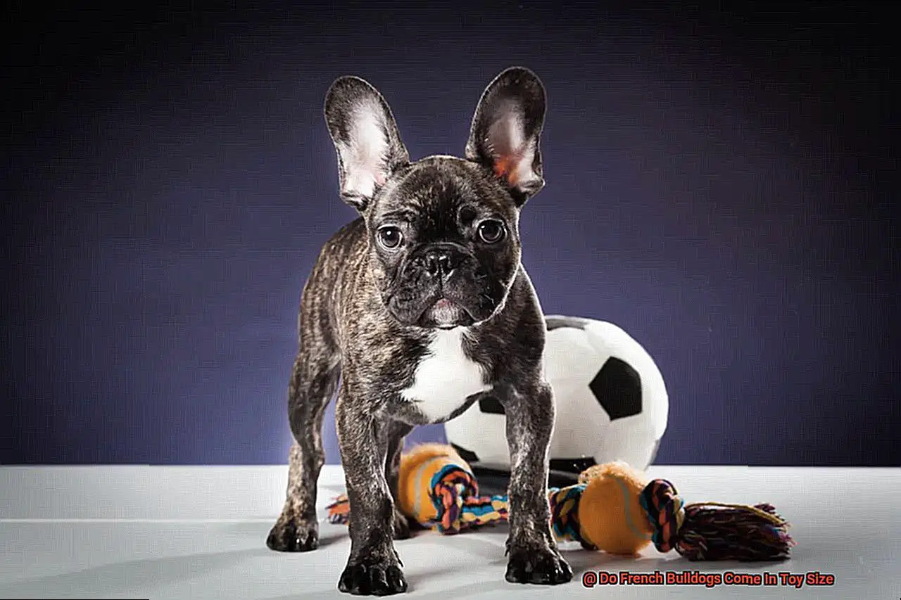 Do French Bulldogs Come In Toy Size-2