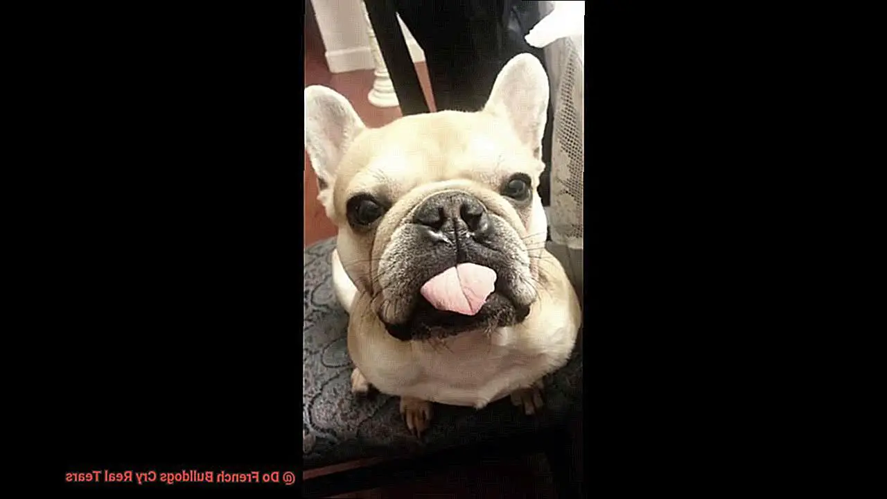 Do French Bulldogs Cry Real Tears-2