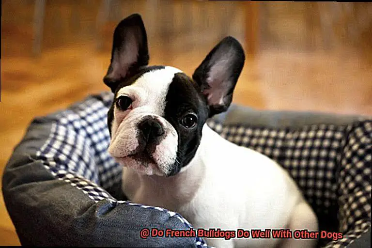 Do French Bulldogs Do Well With Other Dogs-3