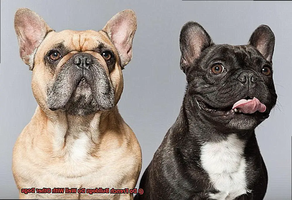 Do French Bulldogs Do Well With Other Dogs-7