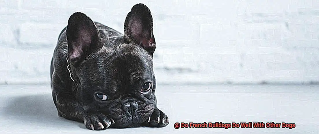 Do French Bulldogs Do Well With Other Dogs-6