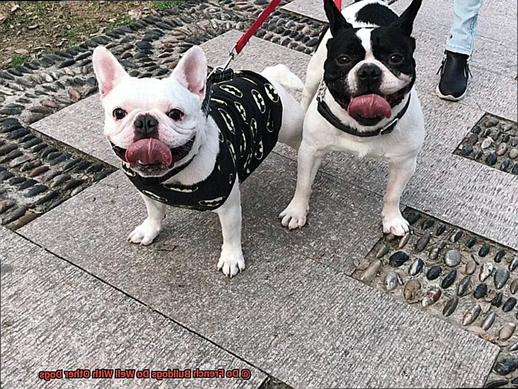 Do French Bulldogs Do Well With Other Dogs-2