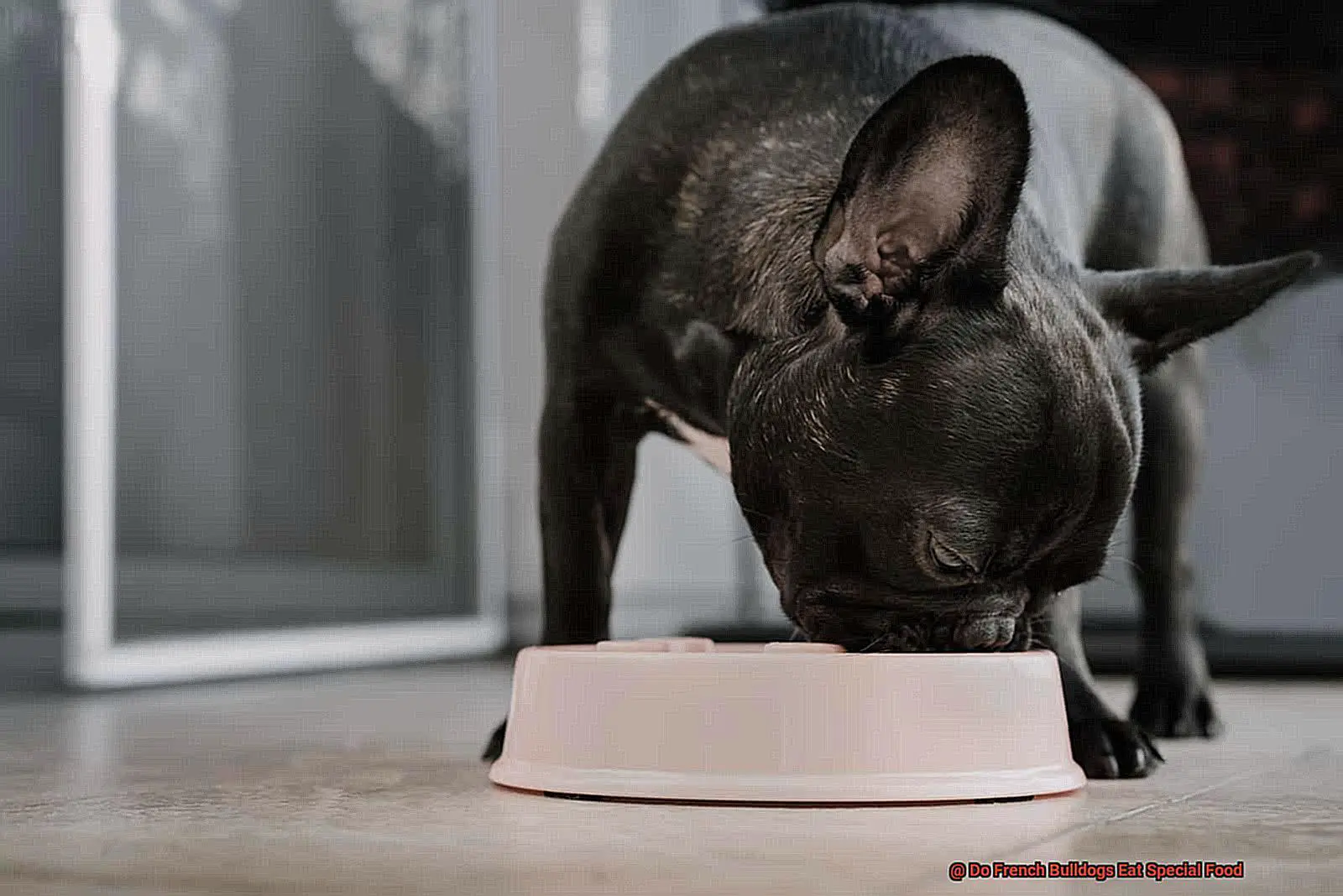 Do French Bulldogs Eat Special Food-2
