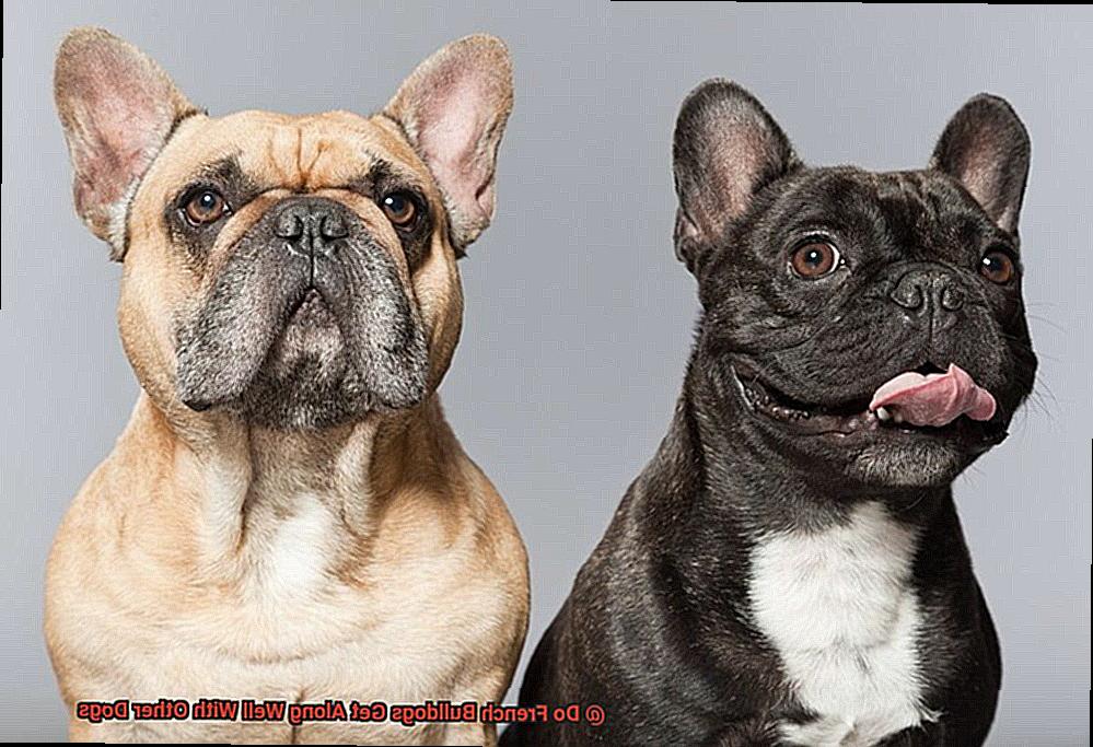 Do French Bulldogs Get Along Well With Other Dogs-2