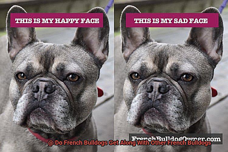 Do French Bulldogs Get Along With Other French Bulldogs-2