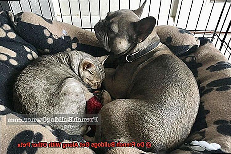 Do French Bulldogs Get Along With Other Pets-2