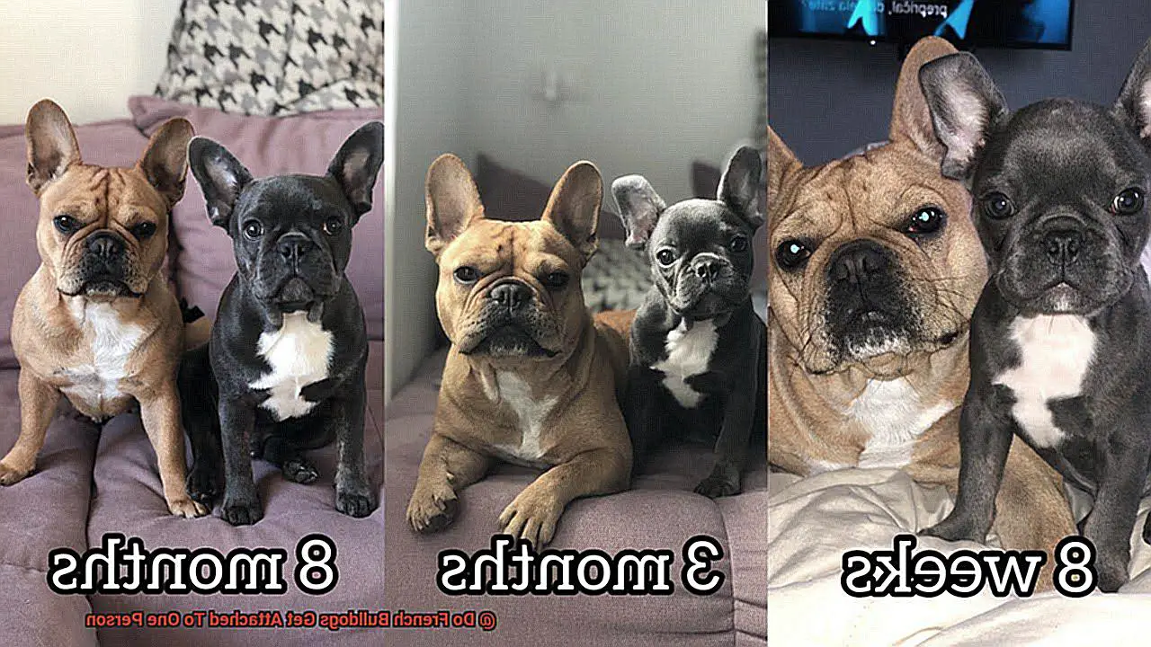 Do French Bulldogs Get Attached To One Person-5