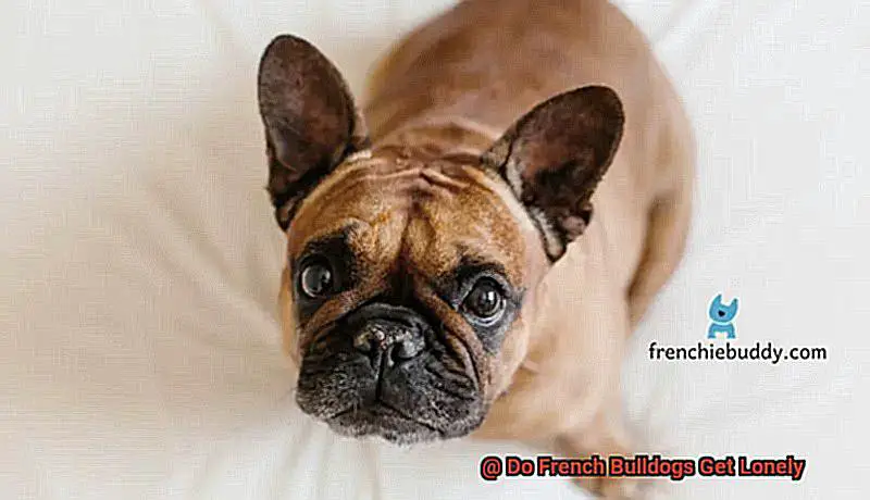 Do French Bulldogs Get Lonely-2