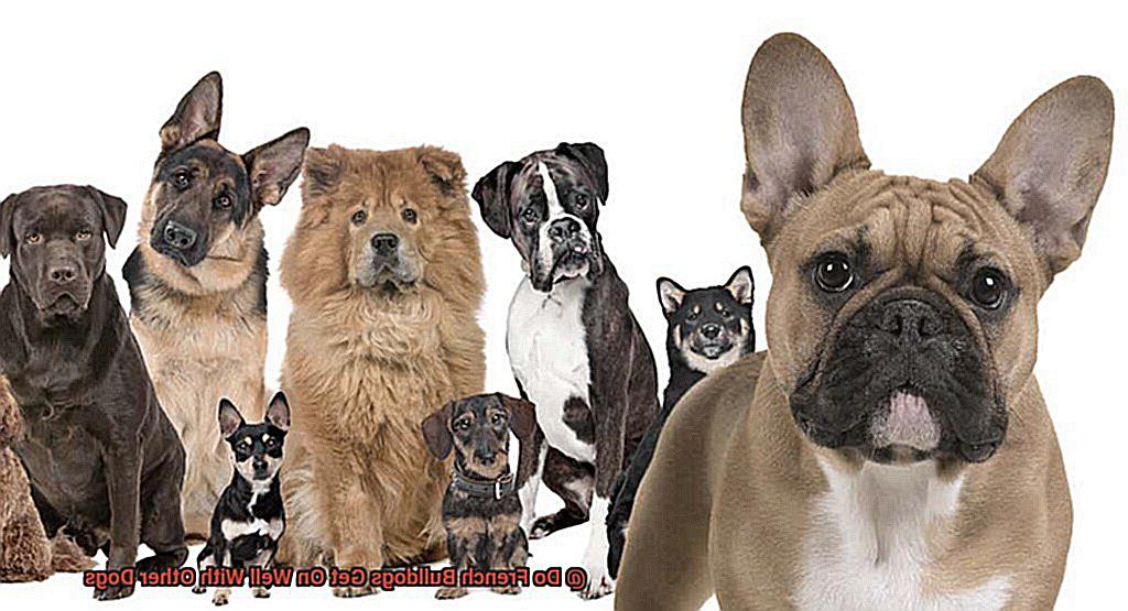 Do French Bulldogs Get On Well With Other Dogs-2