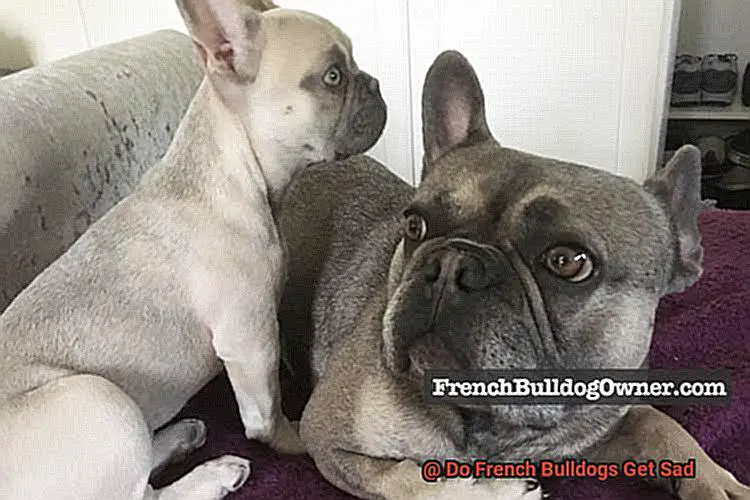 Do French Bulldogs Get Sad-5