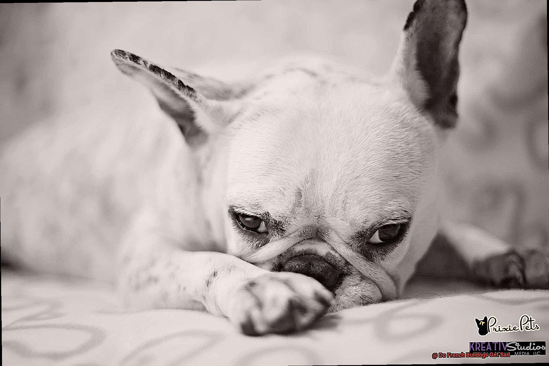 Do French Bulldogs Get Sad-6