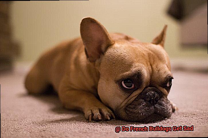 Do French Bulldogs Get Sad-4