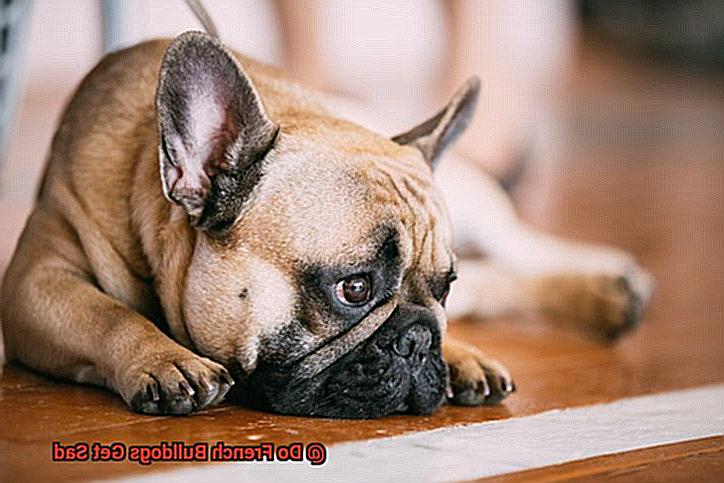 Do French Bulldogs Get Sad-2