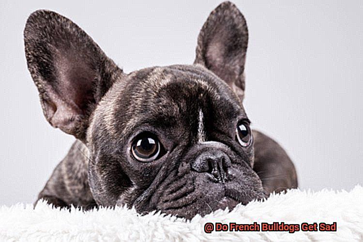 Do French Bulldogs Get Sad-3