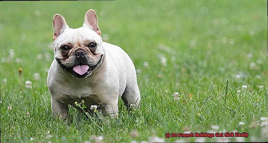 Do French Bulldogs Get Sick Easily-2