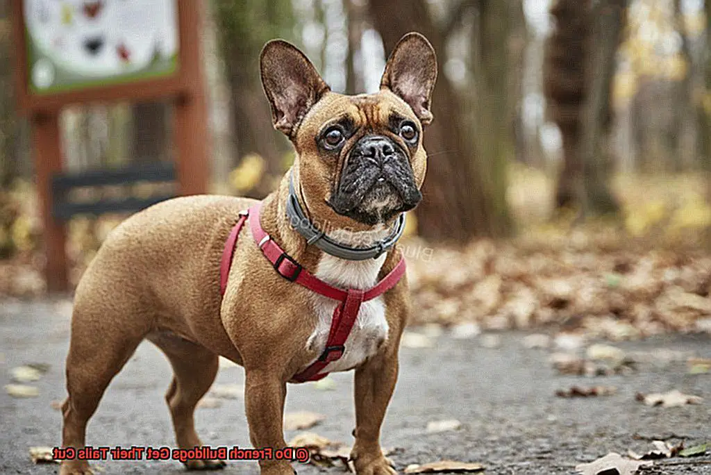 Do French Bulldogs Get Their Tails Cut-3
