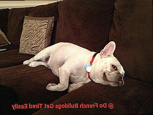 Do French Bulldogs Get Tired Easily-4