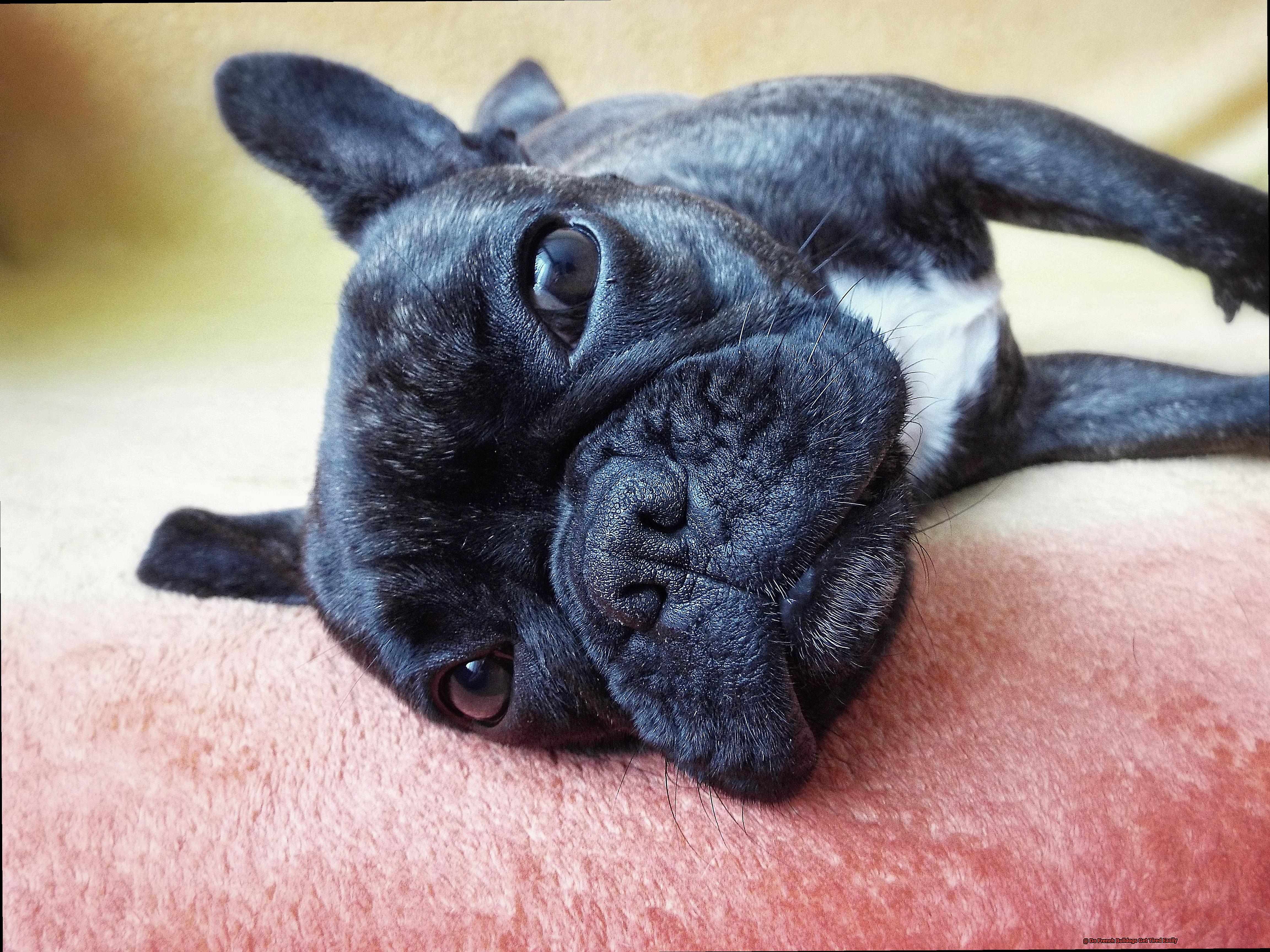Do French Bulldogs Get Tired Easily-3