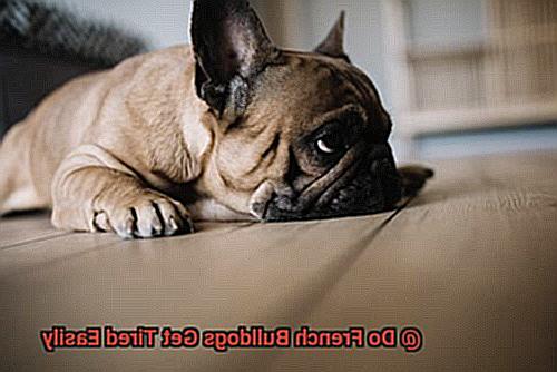 Do French Bulldogs Get Tired Easily-2