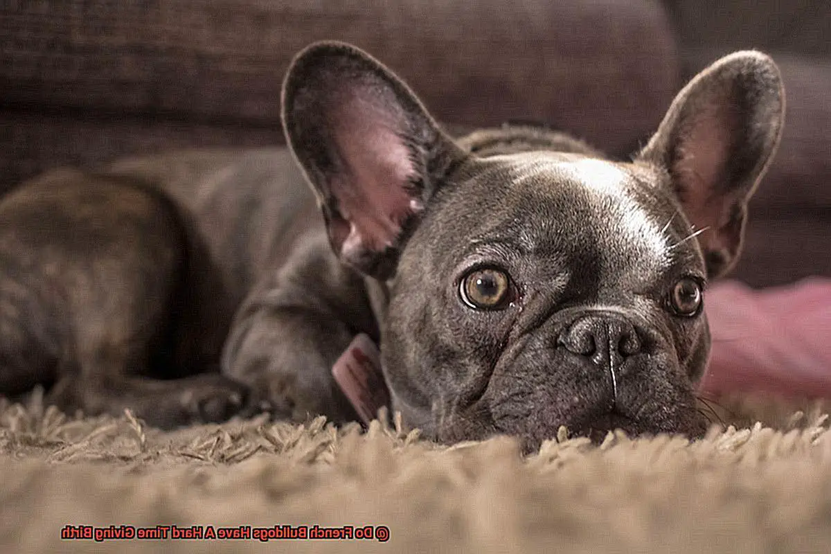 Do French Bulldogs Have A Hard Time Giving Birth-2
