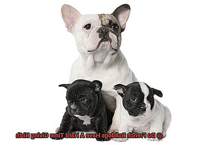 Do French Bulldogs Have A Hard Time Giving Birth-6