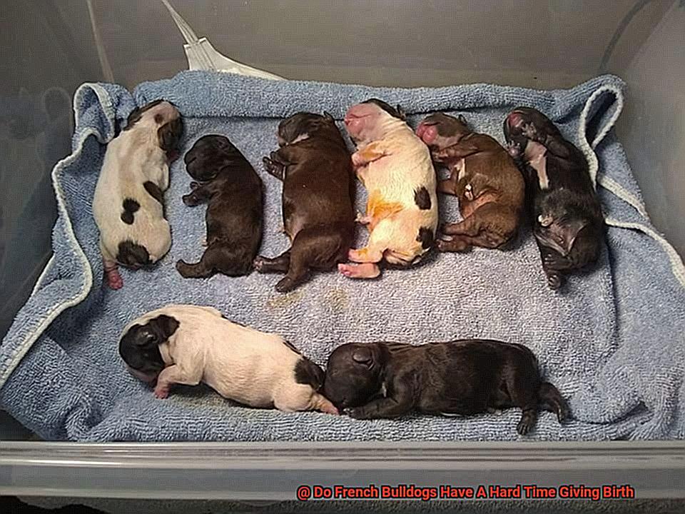 Do French Bulldogs Have A Hard Time Giving Birth-3